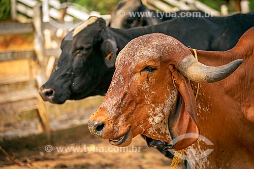  Gyr cattle raising in the feedlot - Guarani city rural zone  - Guarani city - Minas Gerais state (MG) - Brazil