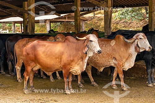  Gyr cattle raising in the feedlot - Guarani city rural zone  - Guarani city - Minas Gerais state (MG) - Brazil