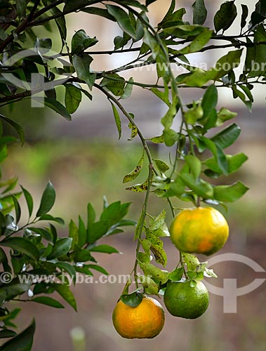  Detail of tangerine (Citrus reticulata) still at tangerine tree  - Guarani city - Minas Gerais state (MG) - Brazil