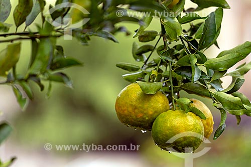  Detail of tangerine (Citrus reticulata) still at tangerine tree  - Guarani city - Minas Gerais state (MG) - Brazil