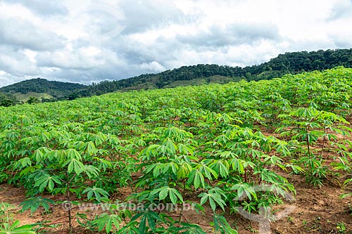  Cassava plantation - Guarani city rural zone  - Guarani city - Minas Gerais state (MG) - Brazil