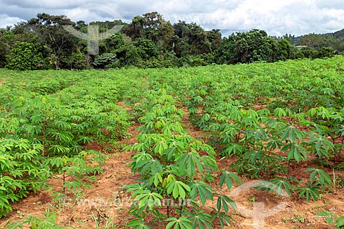  Cassava plantation - Guarani city rural zone  - Guarani city - Minas Gerais state (MG) - Brazil