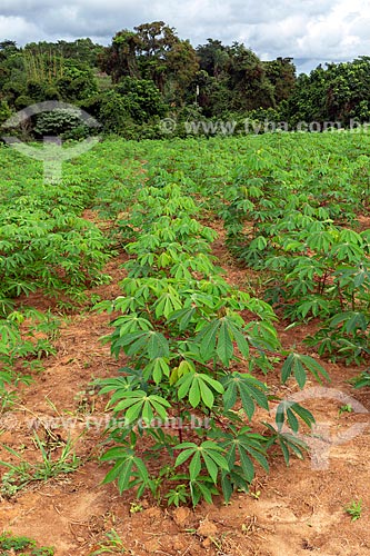  Cassava plantation - Guarani city rural zone  - Guarani city - Minas Gerais state (MG) - Brazil