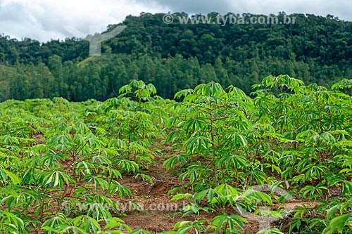  Cassava plantation - Guarani city rural zone  - Guarani city - Minas Gerais state (MG) - Brazil