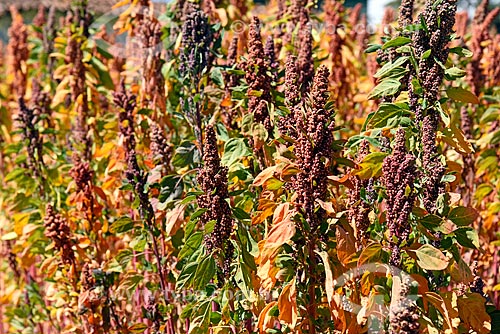  Quinoa (Chenopodium quinoa) plantation - Cusco city rural zone  - Cusco city - Cusco Department - Peru