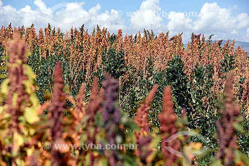  Quinoa (Chenopodium quinoa) plantation - Cusco city rural zone  - Cusco city - Cusco Department - Peru
