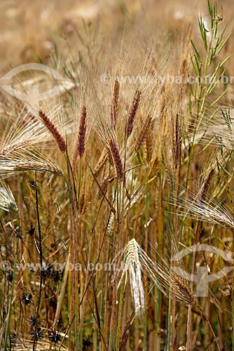  Wheat plantation - Cusco city rural zone  - Cusco city - Cusco Department - Peru