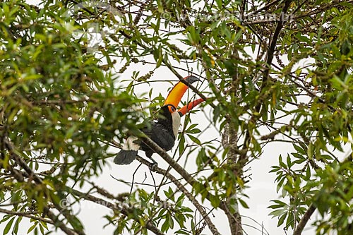  Detail of toco toucan (Ramphastos toco) - Chapada dos Veadeiros National Park  - Alto Paraiso de Goias city - Goias state (GO) - Brazil