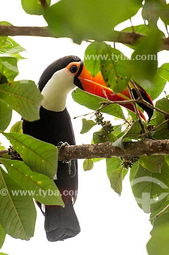  Detail of toco toucan (Ramphastos toco) - Chapada dos Veadeiros National Park  - Alto Paraiso de Goias city - Goias state (GO) - Brazil