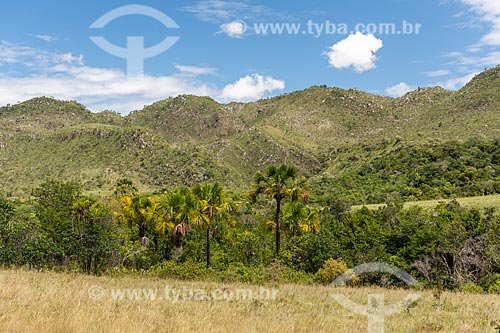  Typical vegetation of cerrado with buriti (Mauritia flexuosa) - Veadeiros Plateau  - Cavalcante city - Goias state (GO) - Brazil