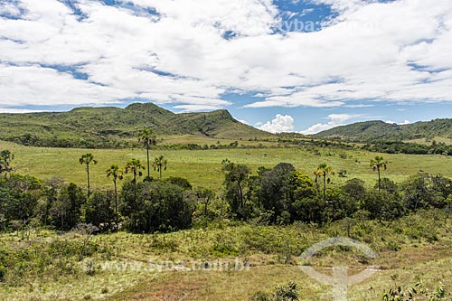 Typical vegetation of cerrado with buriti (Mauritia flexuosa) - Veadeiros Plateau  - Cavalcante city - Goias state (GO) - Brazil
