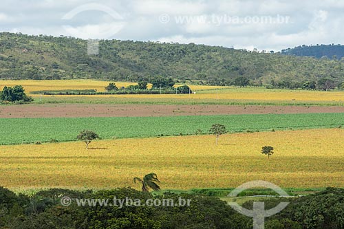  View plantations amid the typical vegetation of cerrado - Veadeiros Plateau  - Alto Paraiso de Goias city - Goias state (GO) - Brazil