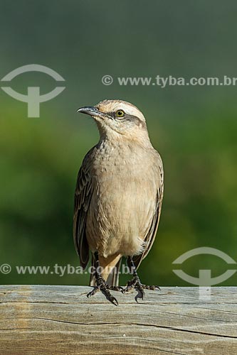  Detail of chalk-browed mockingbird (Mimus saturninus) - Veadeiros Plateau  - Alto Paraiso de Goias city - Goias state (GO) - Brazil
