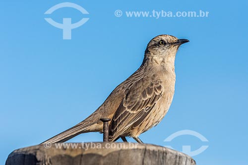  Detail of chalk-browed mockingbird (Mimus saturninus) - Veadeiros Plateau  - Alto Paraiso de Goias city - Goias state (GO) - Brazil