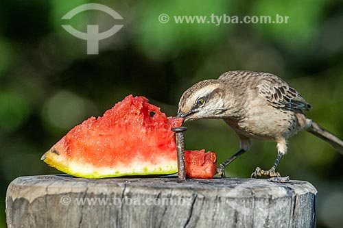  Detail of chalk-browed mockingbird (Mimus saturninus) eating watermelon - Veadeiros Plateau  - Alto Paraiso de Goias city - Goias state (GO) - Brazil