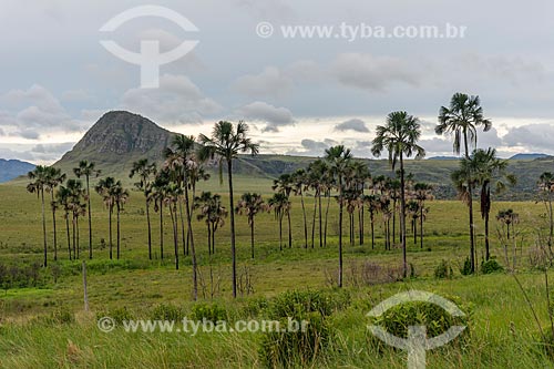  View of buritis (Mauritia flexuosa) - Maytrea Garden  - Alto Paraiso de Goias city - Goias state (GO) - Brazil