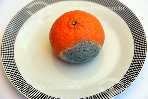  Detail of moldy tangerine (Citrus reticulata)  - Brazil