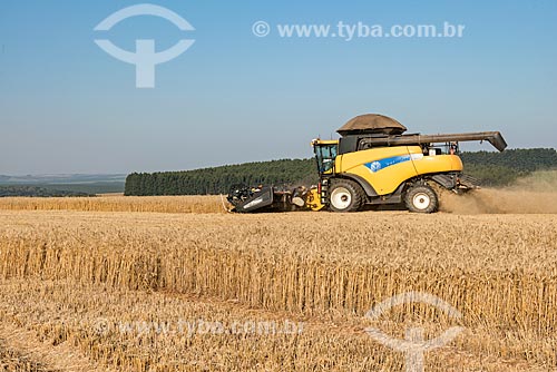  Wheat mechanized harvesting  - Arapoti city - Parana state (PR) - Brazil