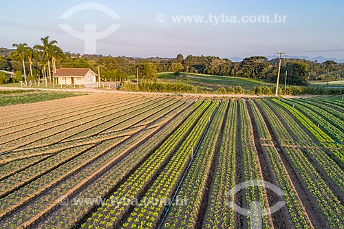  Aerial photo of verdures plantation  - Sao Jose dos Pinhais city - Parana state (PR) - Brazil