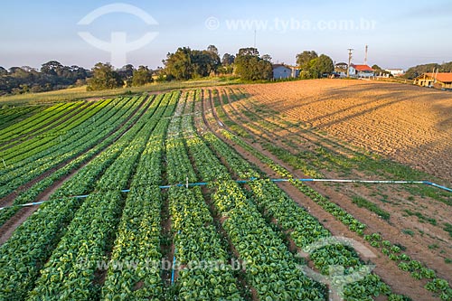  Aerial photo of cabbage plantation  - Sao Jose dos Pinhais city - Parana state (PR) - Brazil