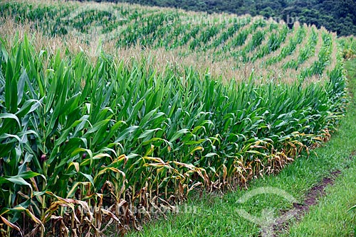  Corn plantation - rural property on the banks of the RS-235 Highway - Nova Petropolis city direction  - Gramado city - Rio Grande do Sul state (RS) - Brazil