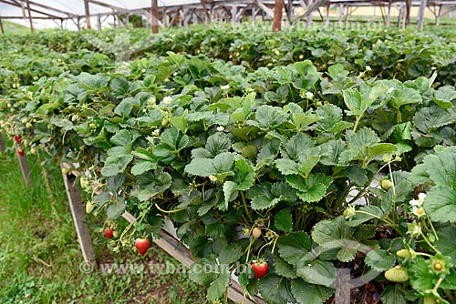  Strawberry plantation - greenhouse of rural property on the banks of the RS-235 Highway - Nova Petropolis city direction  - Gramado city - Rio Grande do Sul state (RS) - Brazil
