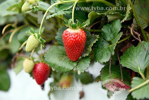  Detail of strawberry plantation - greenhouse of rural property on the banks of the RS-235 Highway - Nova Petropolis city direction  - Gramado city - Rio Grande do Sul state (RS) - Brazil