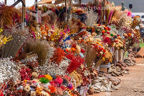  Decorative flowers to sale - Brasilia city center  - Brasilia city - Distrito Federal (Federal District) (DF) - Brazil