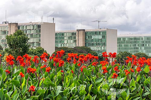  Flowers with the Esplanade of Ministries in the background  - Brasilia city - Distrito Federal (Federal District) (DF) - Brazil
