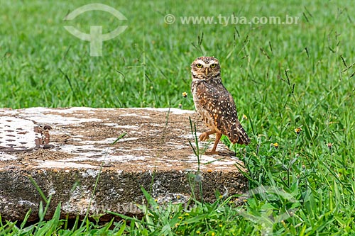 Detail of burrowing owl (Athene cunicularia, old Speotyto cunicularia) - Brasilia city center  - Brasilia city - Distrito Federal (Federal District) (DF) - Brazil