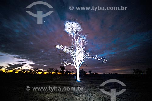  Light painting - typical tree of cerrado  - Jacobina city - Bahia state (BA) - Brazil