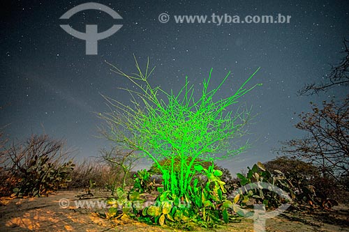  Light painting - typical vegetation of cerrado  - Jacobina city - Bahia state (BA) - Brazil