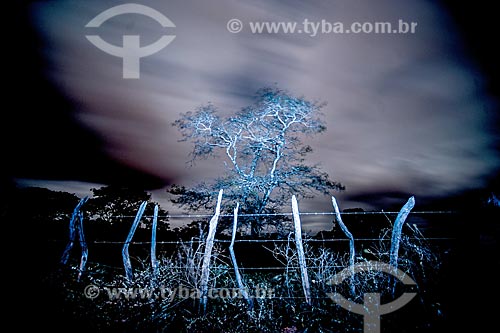  Light painting - typical tree of cerrado  - Jacobina city - Bahia state (BA) - Brazil