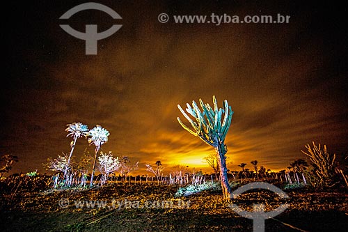  Light painting - typical vegetation of cerrado  - Jacobina city - Bahia state (BA) - Brazil