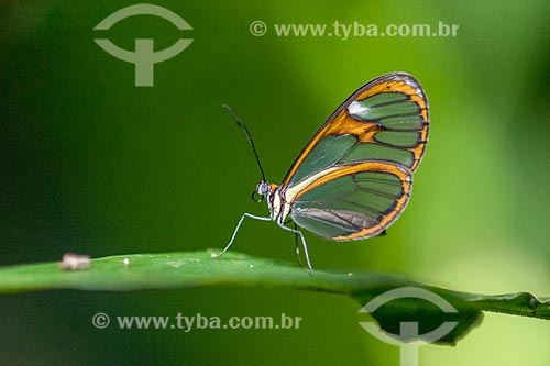  Detail of glasswing butterfly (Greta Oto) - Guapiacu Ecological Reserve  - Cachoeiras de Macacu city - Rio de Janeiro state (RJ) - Brazil