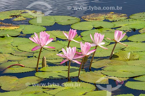  Detail of flowers of the Victoria regia (Victoria amazonica) - also known as Amazon Water Lily or Giant Water Lily - Guapiacu Ecological Reserve  - Cachoeiras de Macacu city - Rio de Janeiro state (RJ) - Brazil