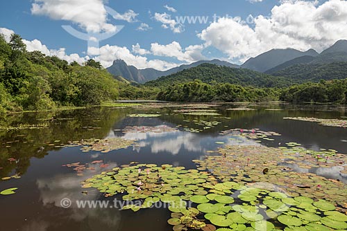  General view of lake with victoria regia (Victoria amazonica) - also known as Amazon Water Lily or Giant Water Lily - Guapiacu Ecological Reserve  - Cachoeiras de Macacu city - Rio de Janeiro state (RJ) - Brazil