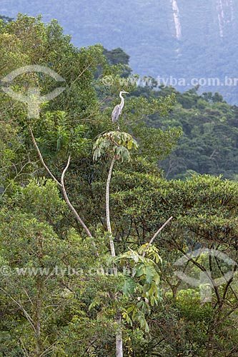  Cocoi heron (Ardea cocoi) - Guapiacu Ecological Reserve  - Cachoeiras de Macacu city - Rio de Janeiro state (RJ) - Brazil