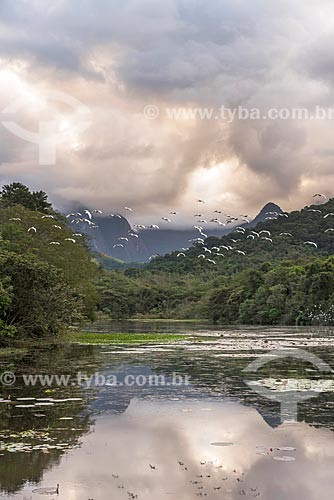  General view of lake of Guapiacu Ecological Reserve with snowy egret (Egretta thula) bunch  - Cachoeiras de Macacu city - Rio de Janeiro state (RJ) - Brazil