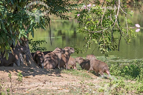  Capybaras herd (Hydrochoerus hydrochaeris) - river - Guapiacu Ecological Reserve  - Cachoeiras de Macacu city - Rio de Janeiro state (RJ) - Brazil