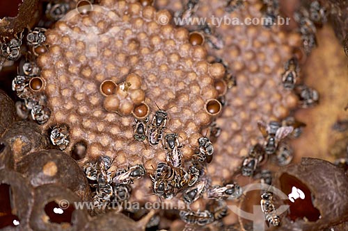  Detail of Melipona compressipes - also known as Tiuba bee - in hive  - Teresina city - Piaui state (PI) - Brazil