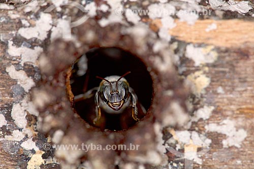  Detail of Melipona compressipes - also known as Tiuba bee - in hive entrance  - Teresina city - Piaui state (PI) - Brazil