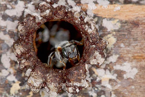  Detail of Melipona compressipes - also known as Tiuba bee - in hive entrance  - Teresina city - Piaui state (PI) - Brazil