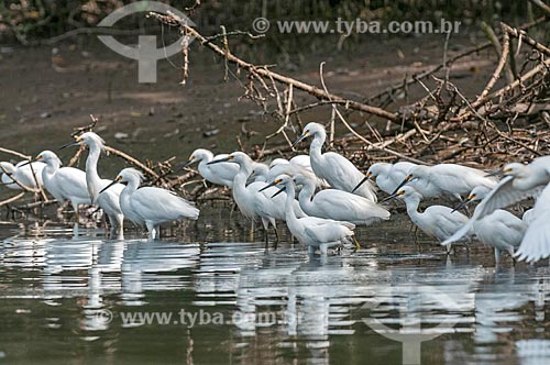  Snowy Egret (Egretta thula) bunch  - Parana state (PR) - Brazil