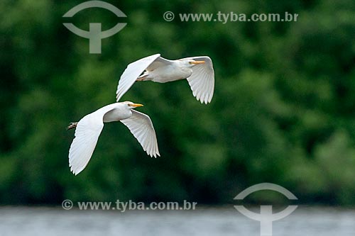  Detail of western cattle egrets (Bubulcus ibis) flying  - Parana state (PR) - Brazil
