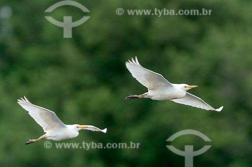  Detail of western cattle egrets (Bubulcus ibis) flying  - Parana state (PR) - Brazil