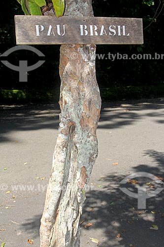  Detail of brazilwood trunk (Caesalpinia echinata Lam.) - Tijuca National Park  - Rio de Janeiro city - Rio de Janeiro state (RJ) - Brazil