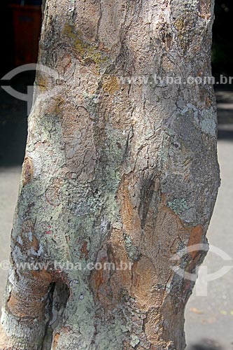  Detail of brazilwood trunk (Caesalpinia echinata Lam.) - Tijuca National Park  - Rio de Janeiro city - Rio de Janeiro state (RJ) - Brazil