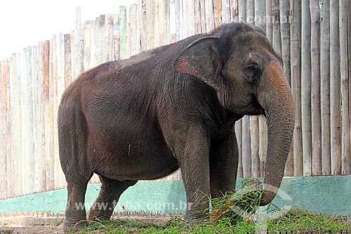  Elephant - Rio de Janeiro Zoological Garden  - Rio de Janeiro city - Rio de Janeiro state (RJ) - Brazil