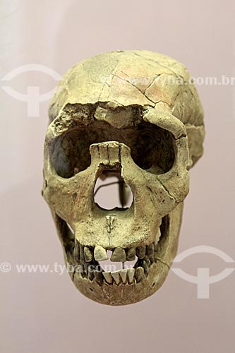  Replica of Turkana boy - child skull of the species Homo erectus, aged between 9 and 11 years - on exhibit - National Museum - old Sao Cristovao Palace  - Rio de Janeiro city - Rio de Janeiro state (RJ) - Brazil